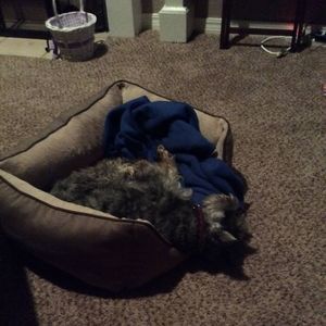 Meet your Posher, Robin